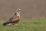 Image. Rough-legged Buzzard