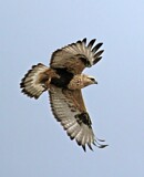 Image. Rough-legged Buzzard