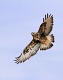 Image. Rough-legged Buzzard