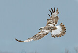 Image. Rough-legged Buzzard