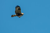 Image. Rough-legged Buzzard