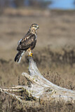 Image. Rough-legged Buzzard