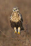 Image. Rough-legged Buzzard