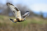 Image. Rough-legged Buzzard