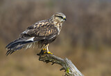 Image. Rough-legged Buzzard