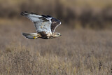 Image. Rough-legged Buzzard