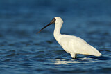 Image. Royal Spoonbill