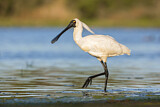 Image. Royal Spoonbill