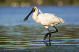 Image. Royal Spoonbill