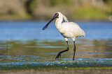 Image. Royal Spoonbill