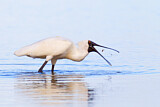 Image. Royal Spoonbill