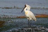 Image. Royal Spoonbill