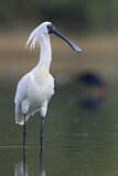 Image. Royal Spoonbill