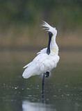 Image. Royal Spoonbill
