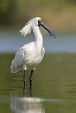 Image. Royal Spoonbill
