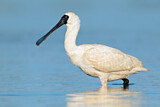 Image. Royal Spoonbill