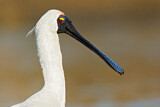 Image. Royal Spoonbill