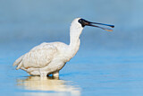 Image. Royal Spoonbill