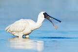 Image. Royal Spoonbill