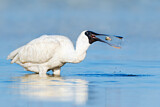 Image. Royal Spoonbill