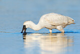 Image. Royal Spoonbill