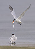 Image. Royal Tern