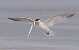 Image. Royal Tern