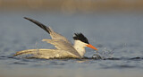 Image. Royal Tern
