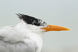 Image. Royal Tern