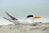 Image. Royal Tern
