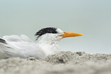 Image. Royal Tern