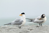 Image. Royal Tern