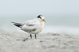 Image. Royal Tern