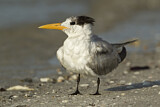 Image. Royal Tern