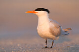 Image. Royal Tern