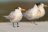 Image. Royal Tern