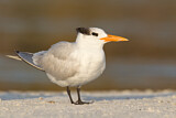 Image. Royal Tern