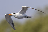Image. Royal Tern