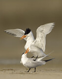 Image. Royal Tern