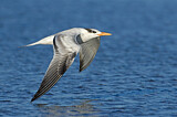 Image. Royal Tern