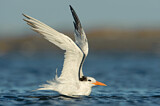 Image. Royal Tern