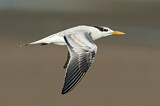 Image. Royal Tern