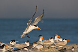 Image. Royal Tern