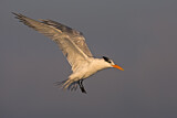 Image. Royal Tern