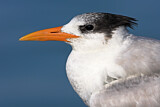 Image. Royal Tern