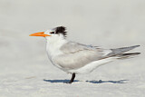 Image. Royal Tern