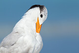 Image. Royal Tern