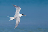 Image. Royal Tern