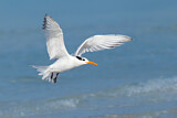 Image. Royal Tern