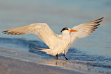 Image. Royal Tern